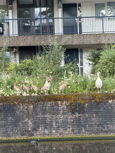 A peaceful scene unfolds at Marinierskade, Kattenburg, Amsterdam, where several ducks and geese stand along a lush, overgrown canal bank